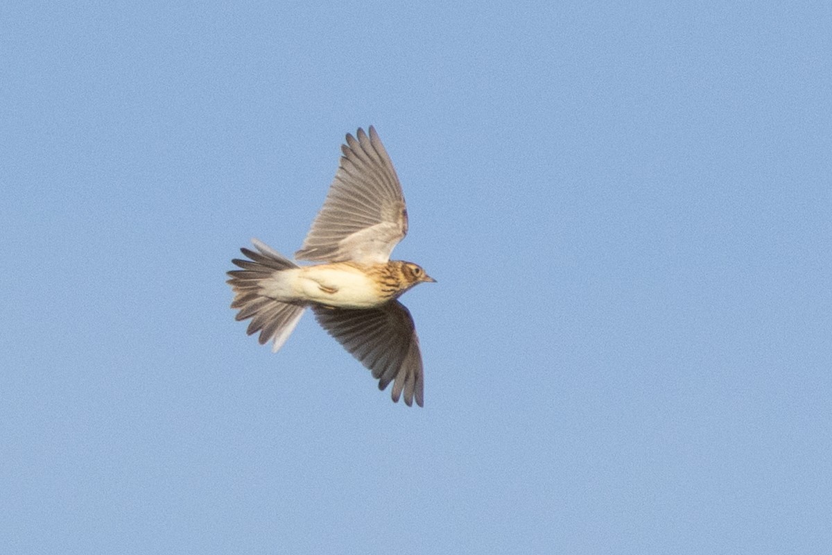 Eurasian Skylark - ML645567724
