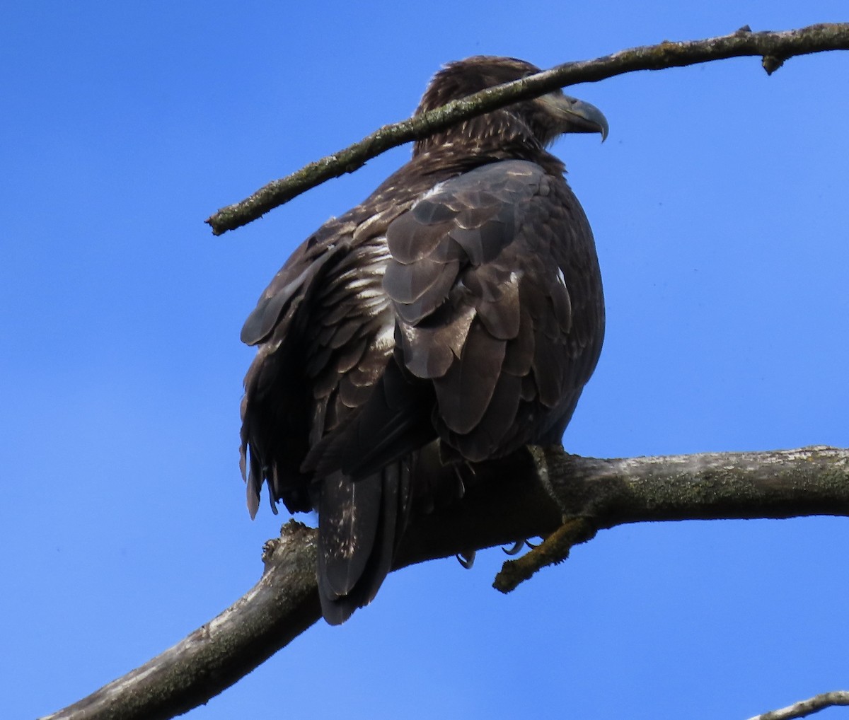 Bald Eagle - ML645567725