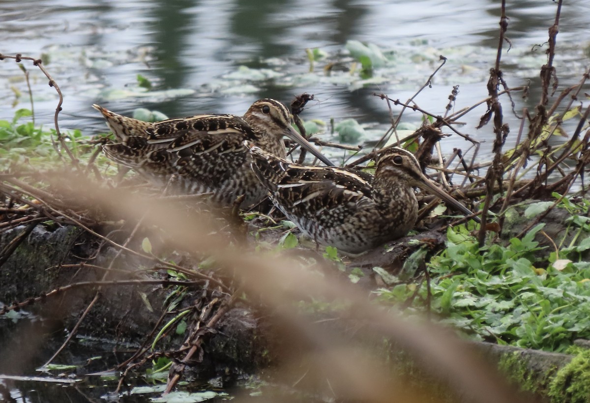 Wilson's Snipe - ML645567734