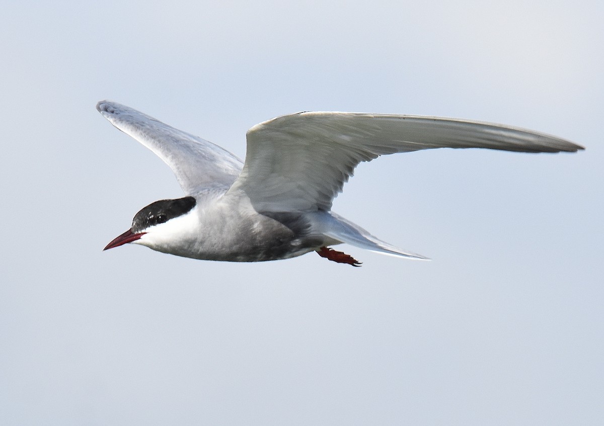 מירומית לבנת-לחי - ML645567735