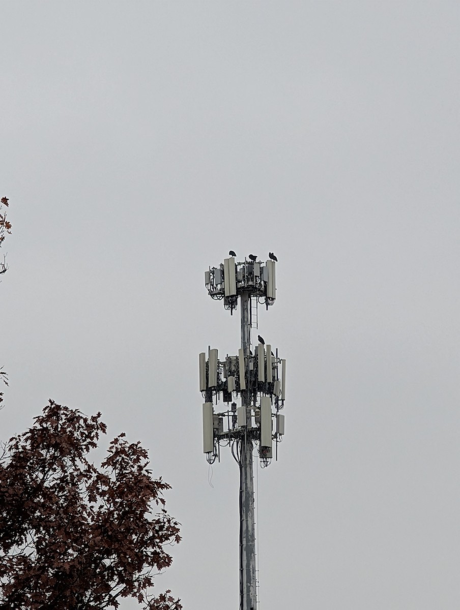 Black Vulture - ML645567736