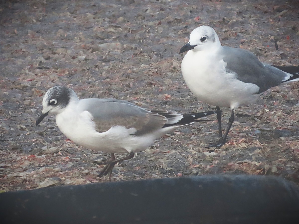 Franklin's Gull - ML645567737