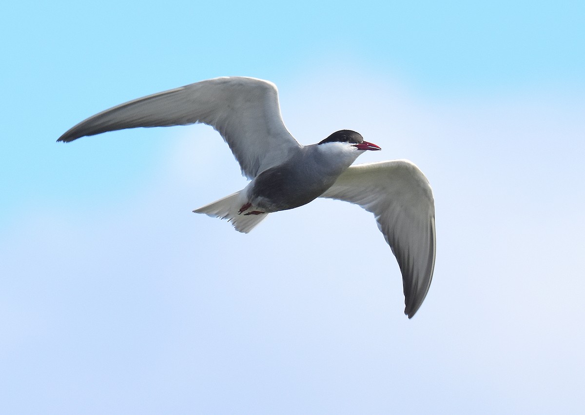 מירומית לבנת-לחי - ML645567751