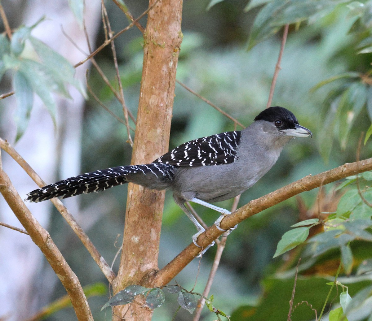 Giant Antshrike - ML645567756