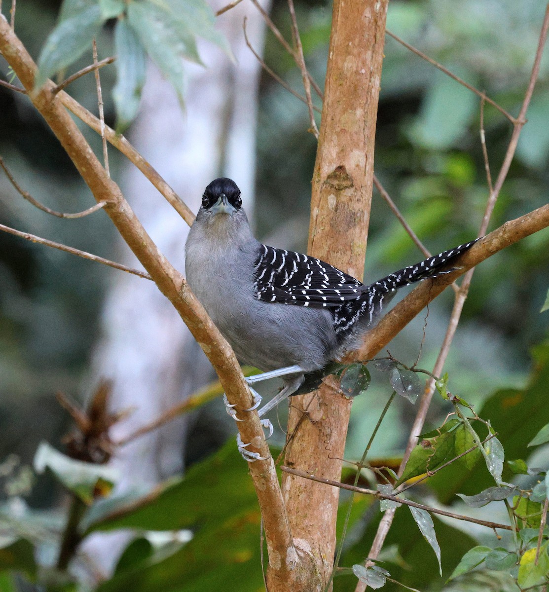 Giant Antshrike - ML645567757