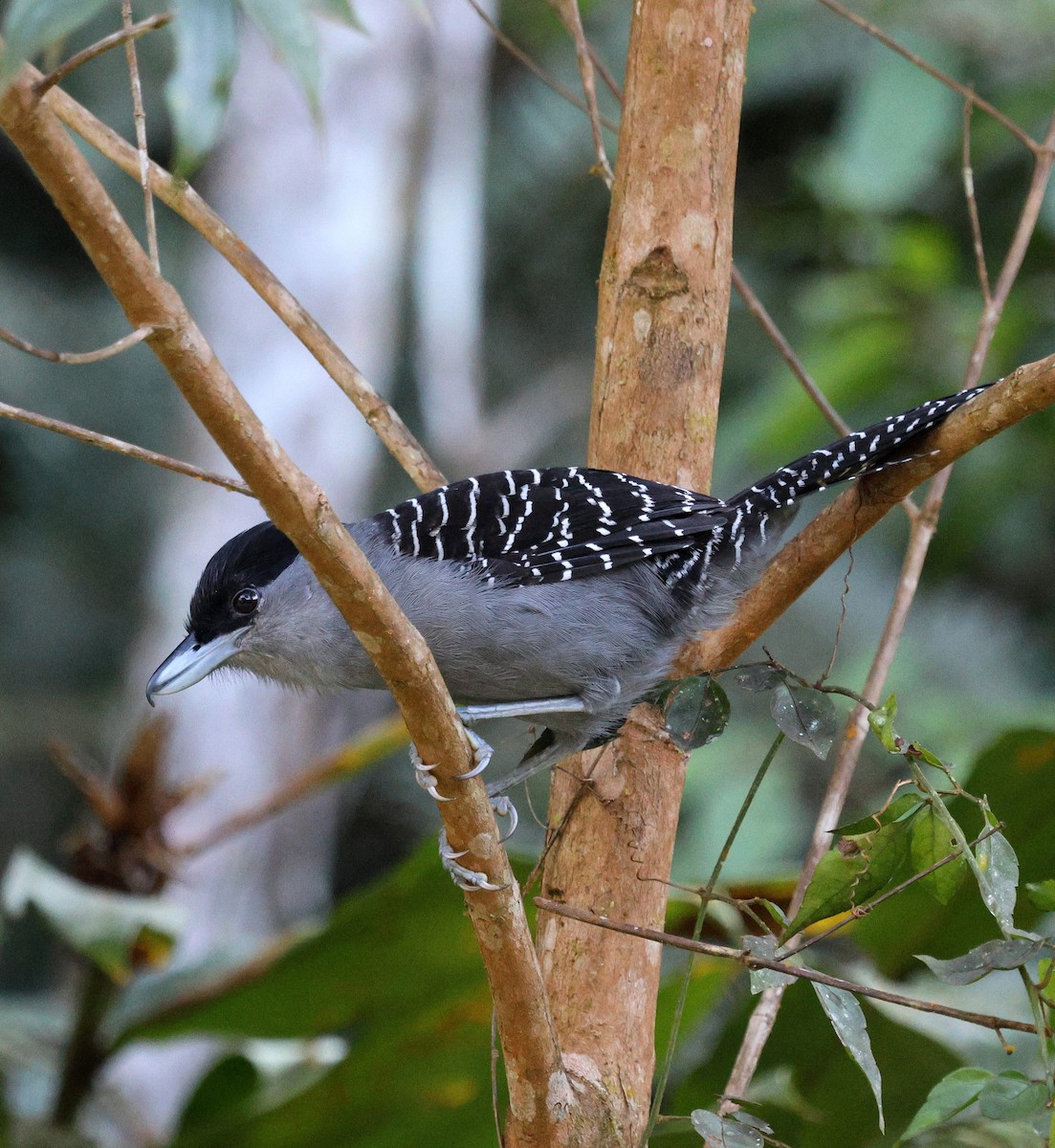 Giant Antshrike - ML645567758