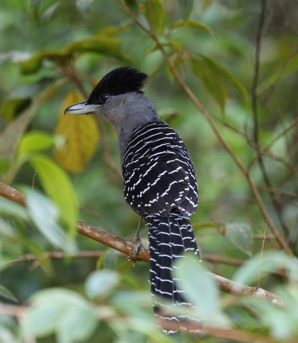 Giant Antshrike - ML645567759