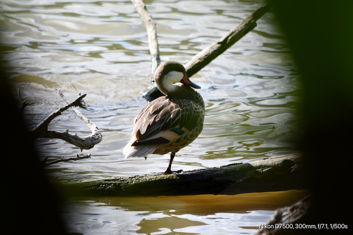 White-cheeked Pintail - ML645567760