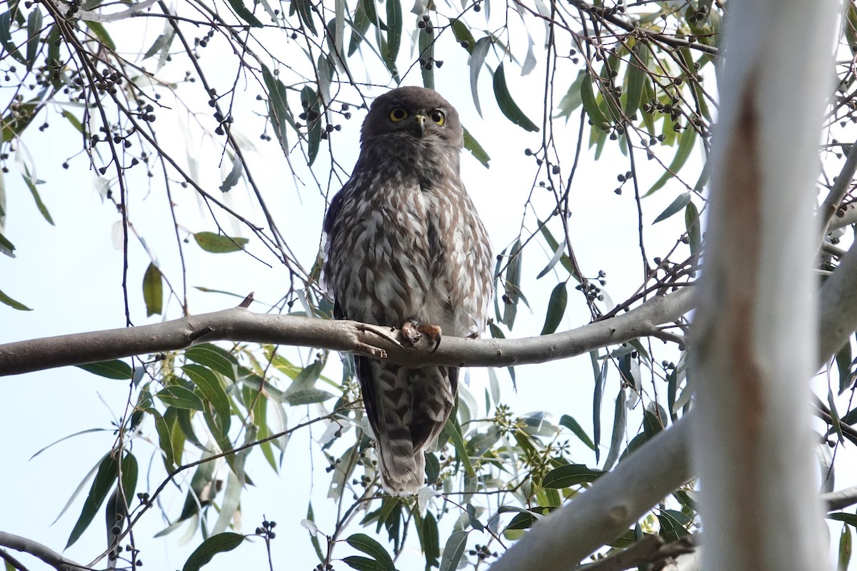 Barking Owl - ML645567764