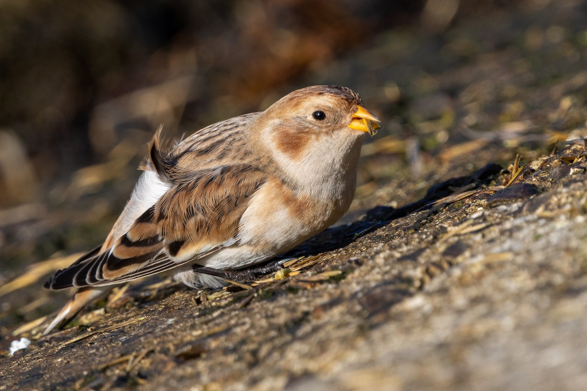 Snow Bunting - ML645567776