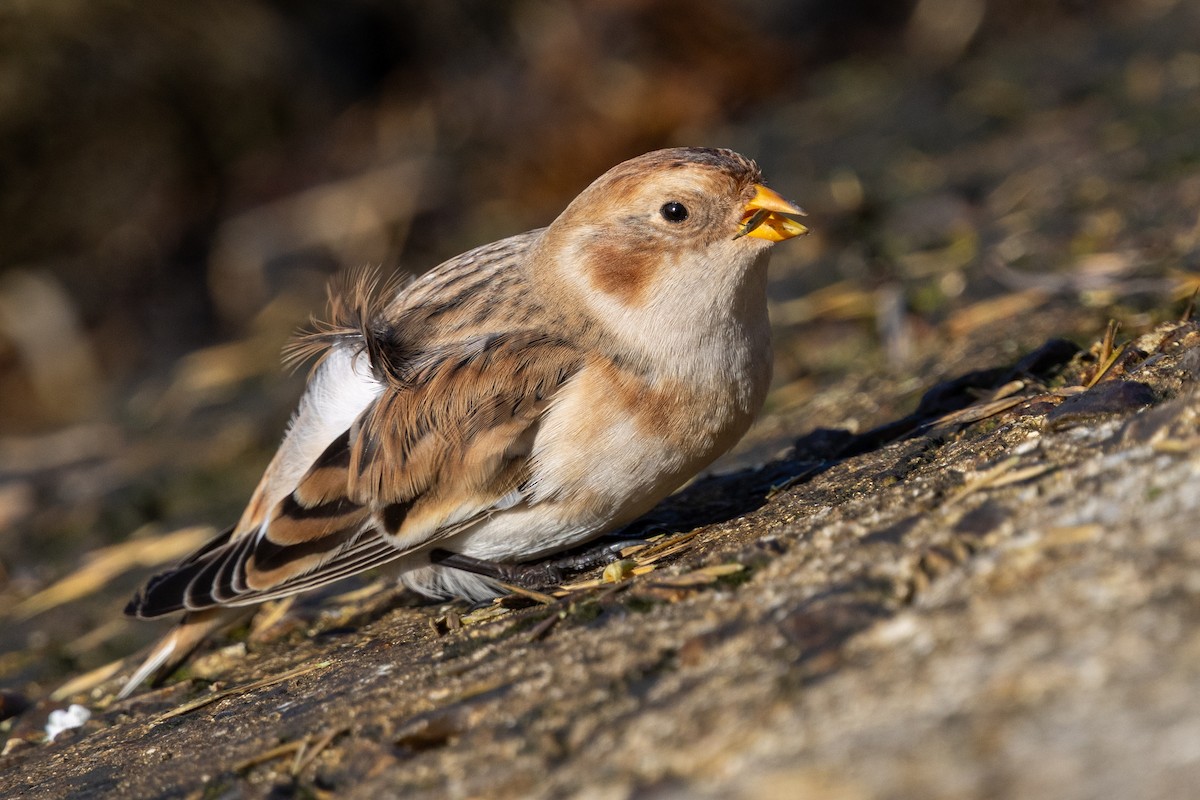 Snow Bunting - ML645567777