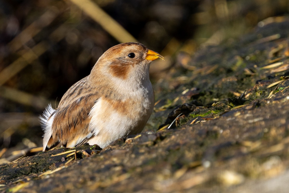 Snow Bunting - ML645567778