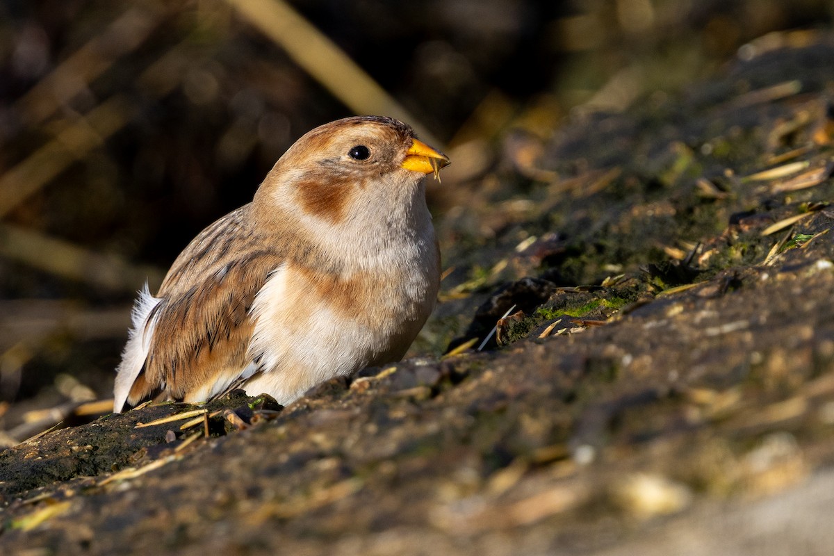 Snow Bunting - ML645567779
