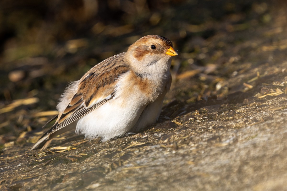 Snow Bunting - ML645567780