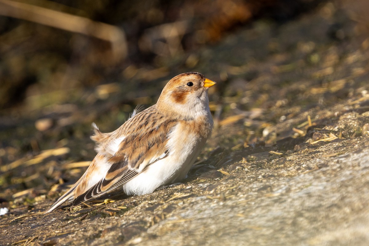 Snow Bunting - ML645567781