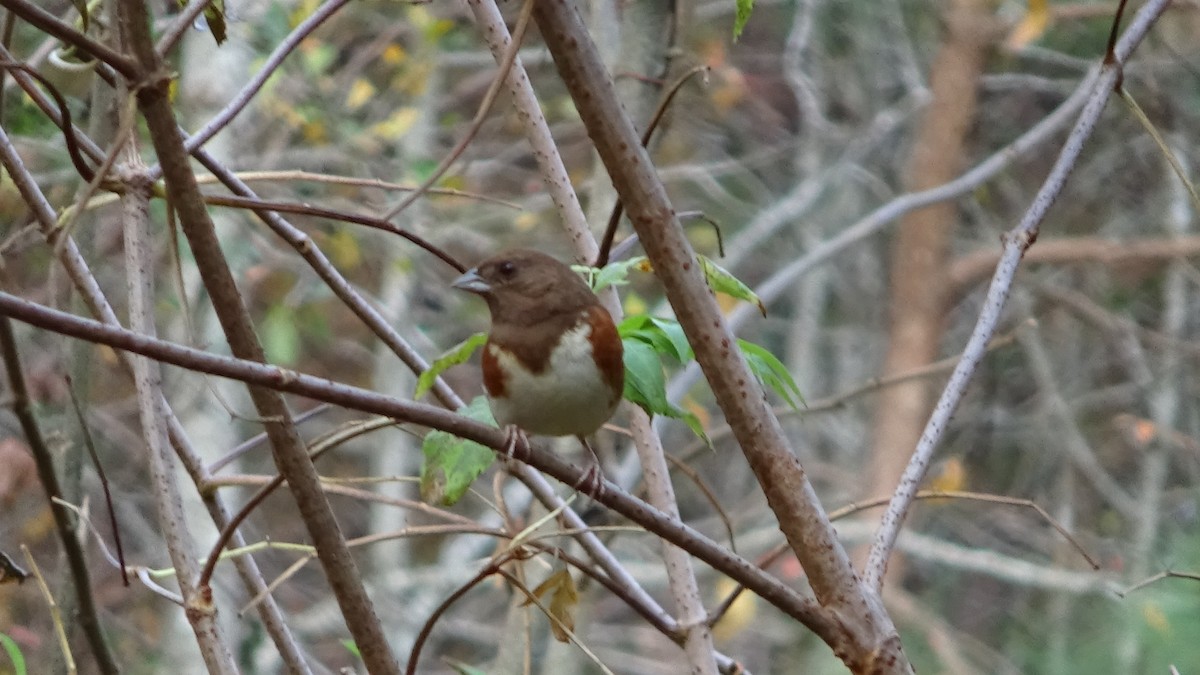 Eastern Towhee - ML645567782