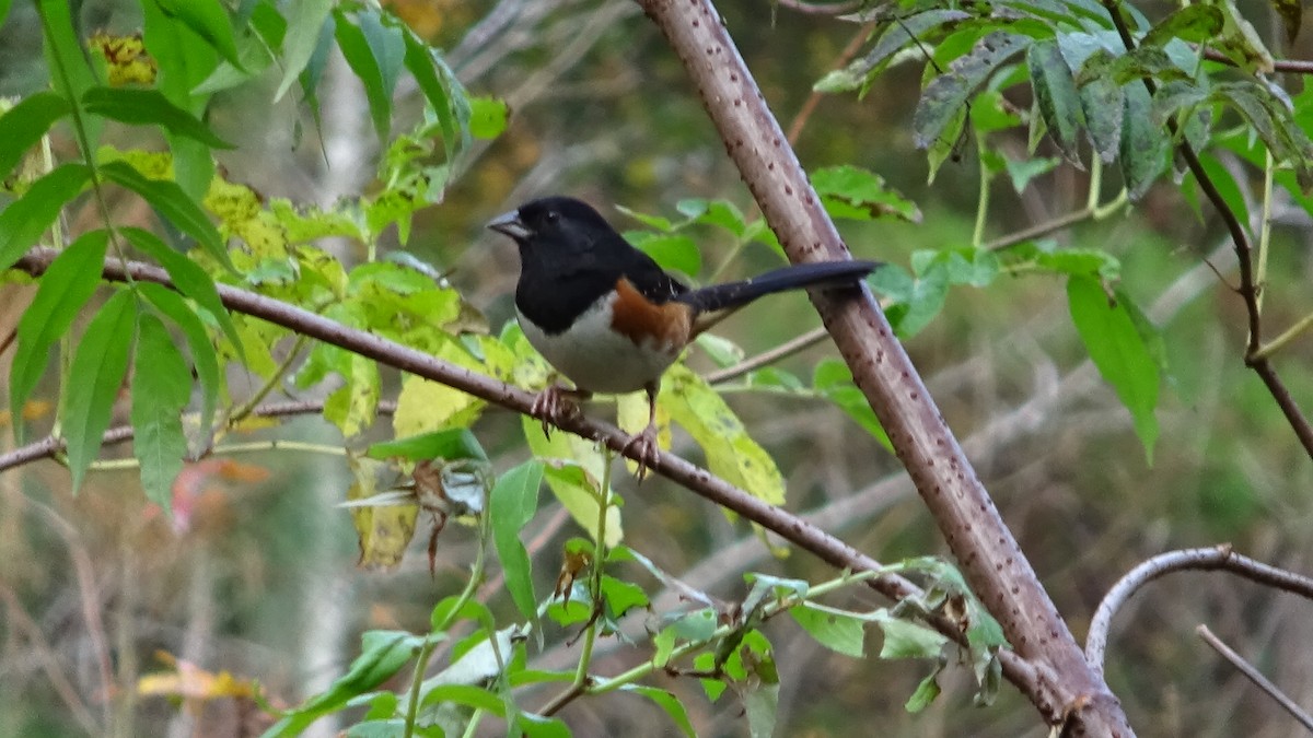 Eastern Towhee - ML645567799