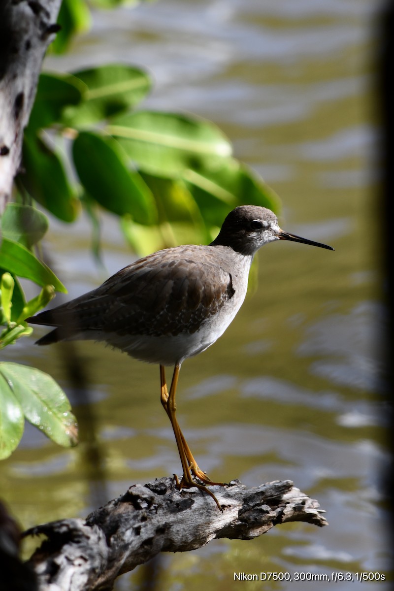 Greater Yellowlegs - ML645567801