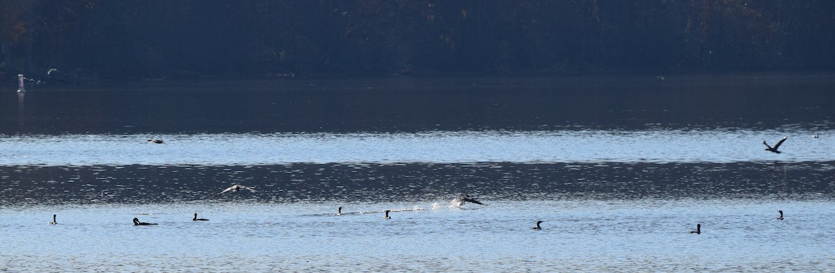 totoppskarv - ML645567806