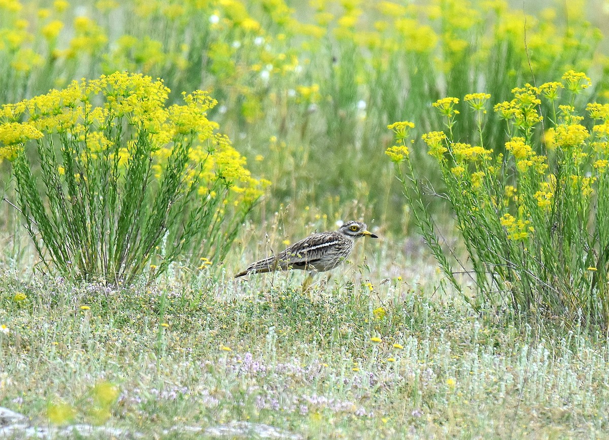 כרוון מצוי - ML645567815
