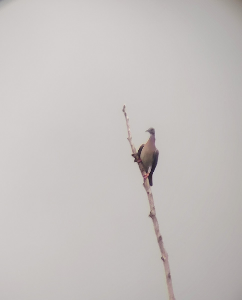 Pale-vented Pigeon - ML645567835