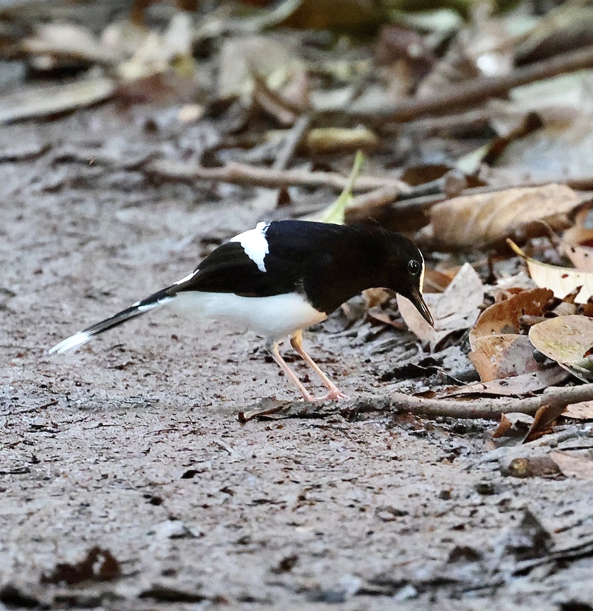 White-crowned Forktail - ML645567837