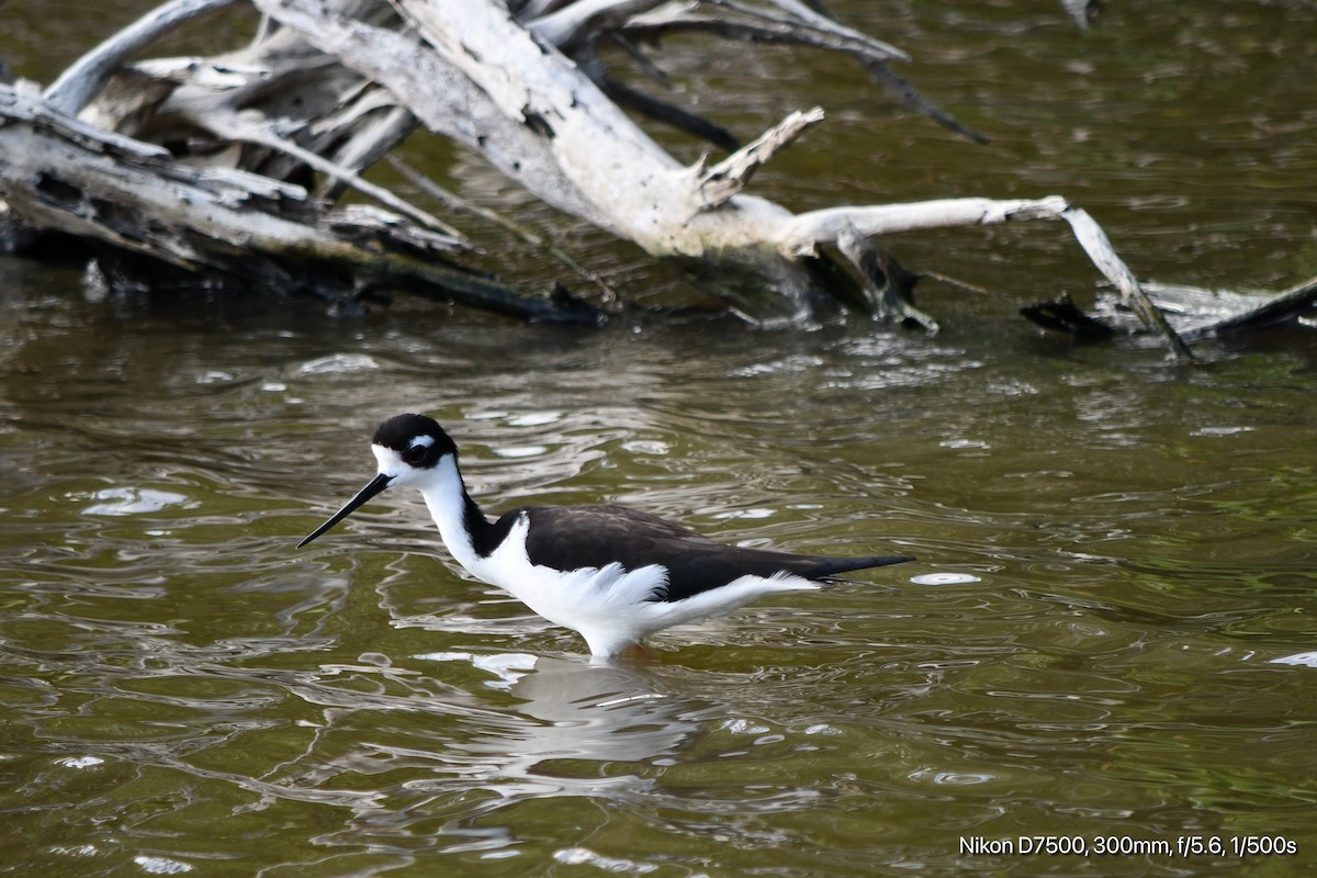 Black-necked Stilt - ML645567845