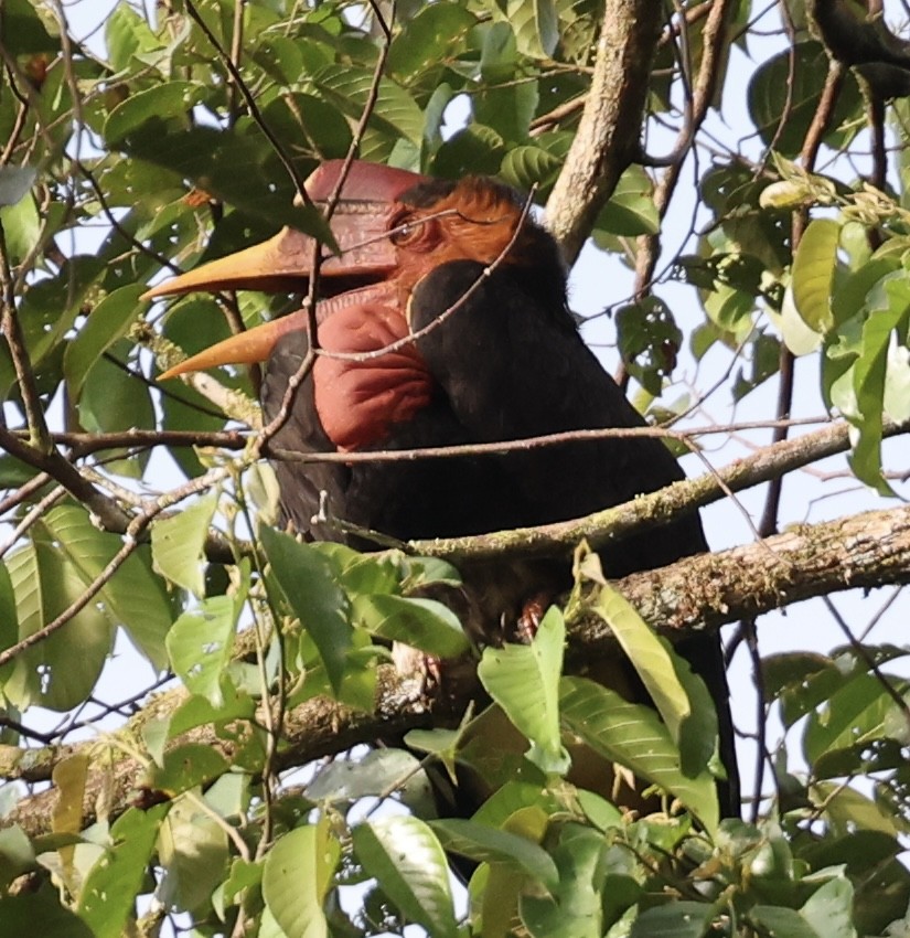 Helmeted Hornbill - ML645567846
