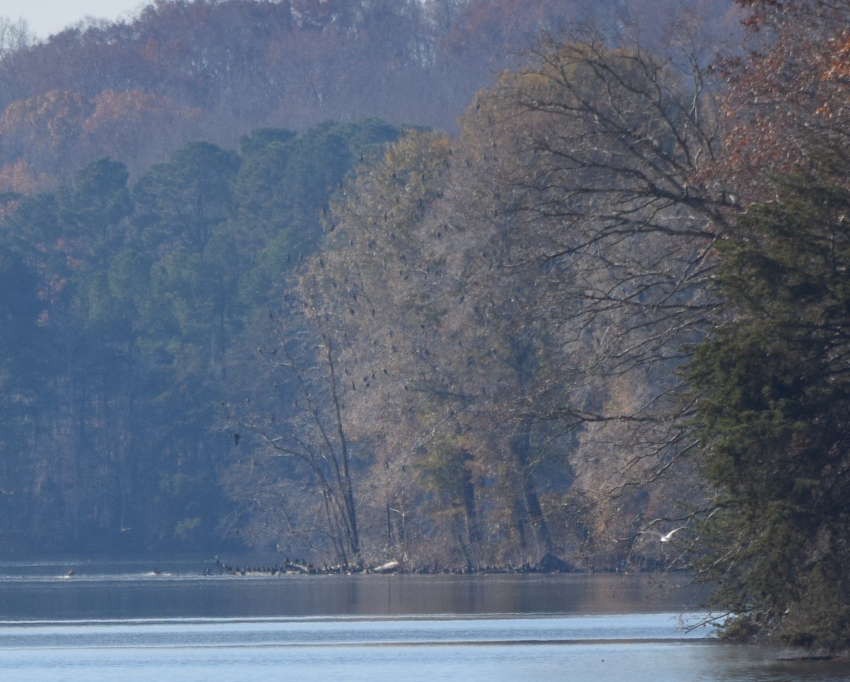 totoppskarv - ML645567851