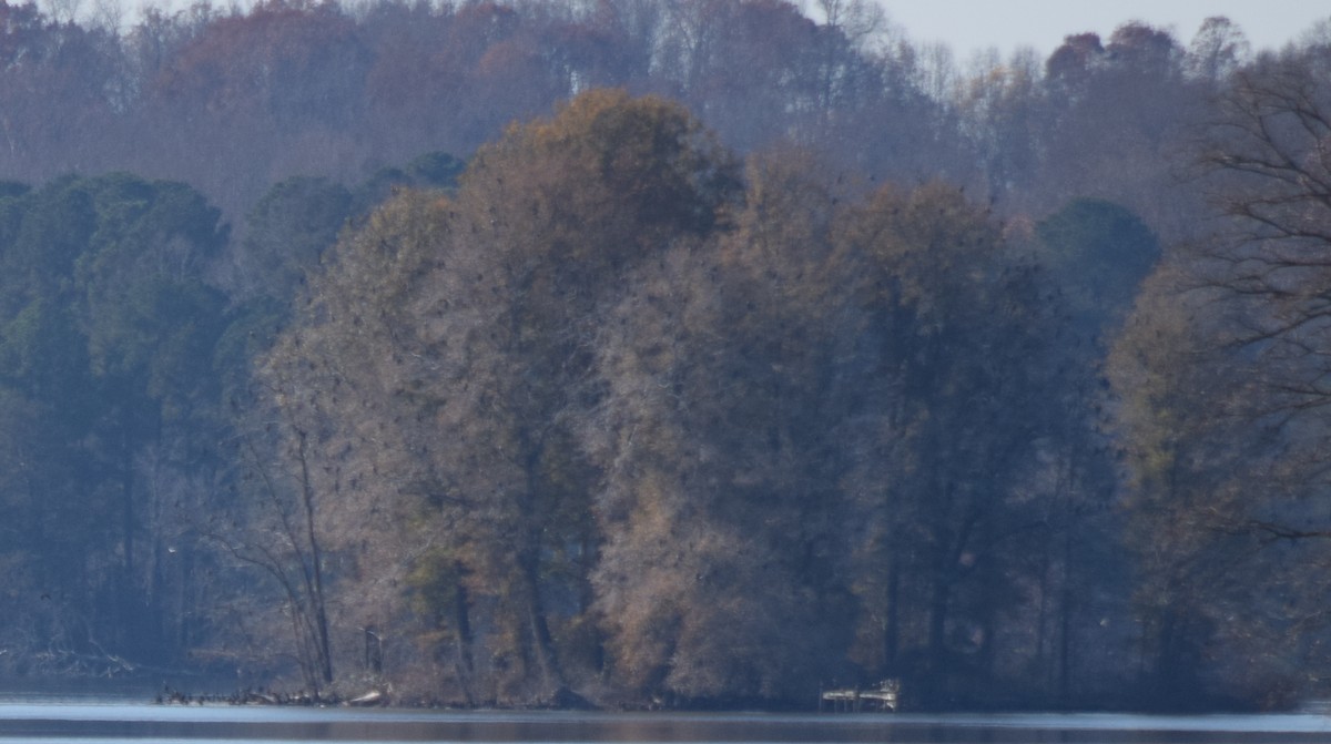 totoppskarv - ML645567852