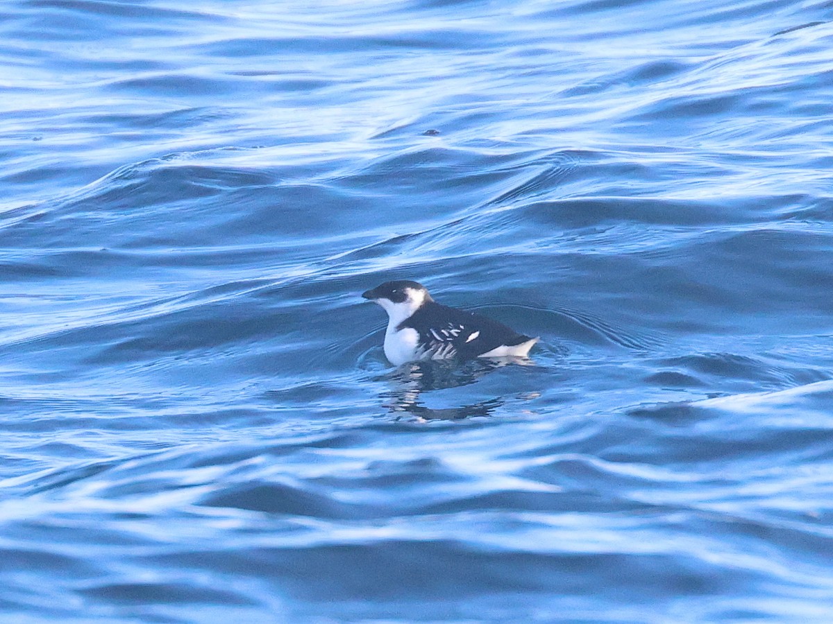 alkoun malý - ML645567854