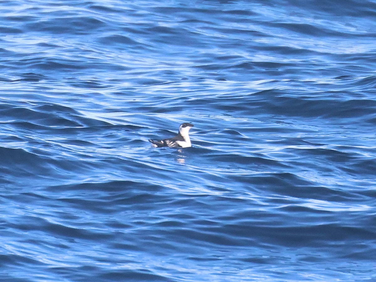 alkoun malý - ML645567855