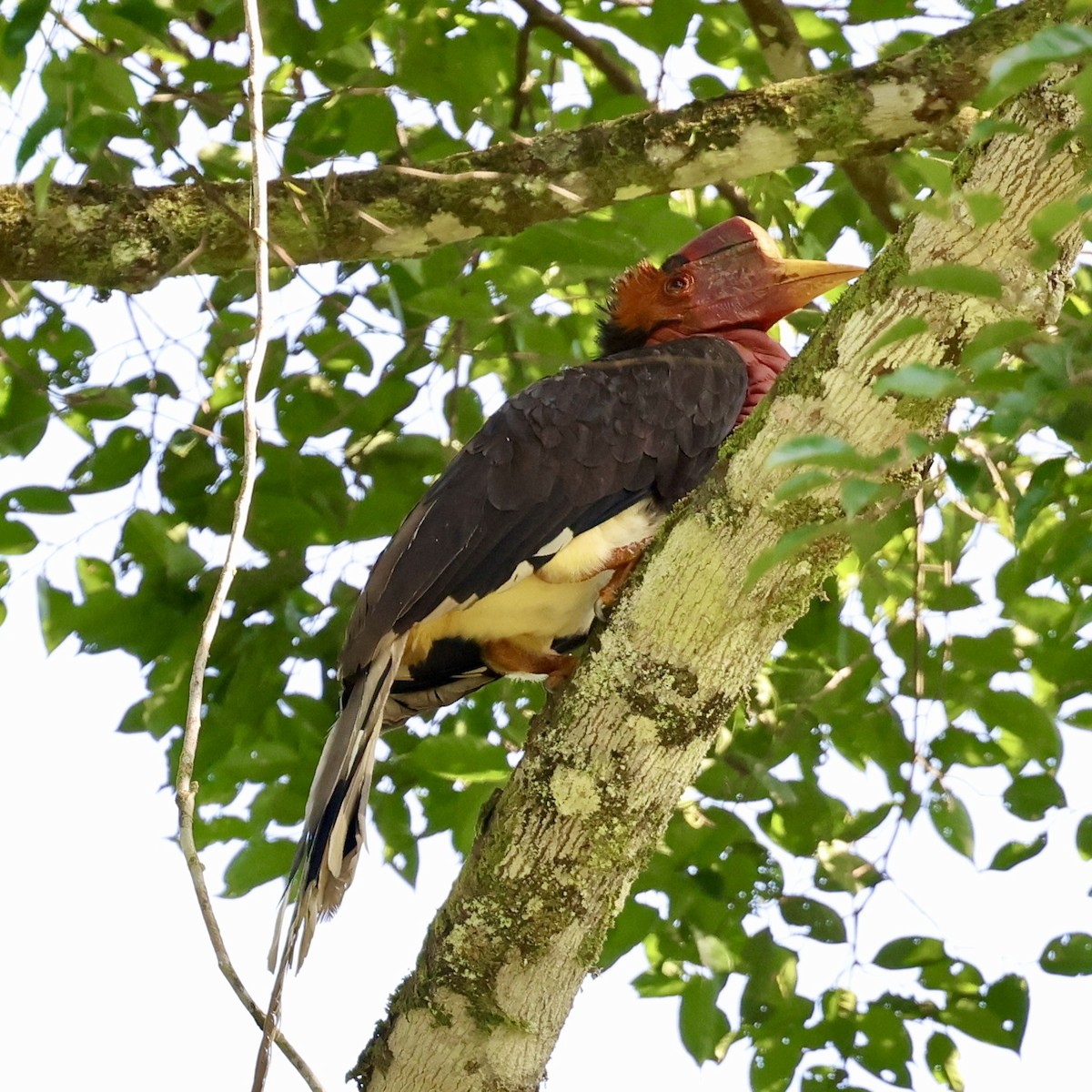 Helmeted Hornbill - ML645567858