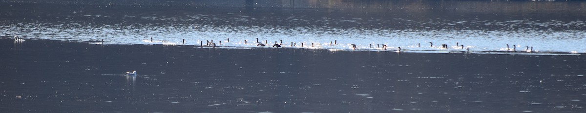 totoppskarv - ML645567863