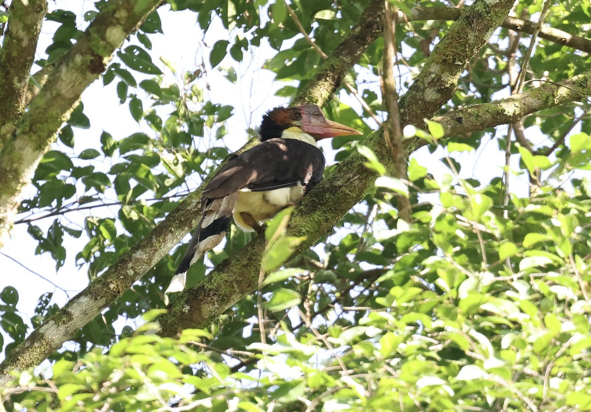 Helmeted Hornbill - ML645567864