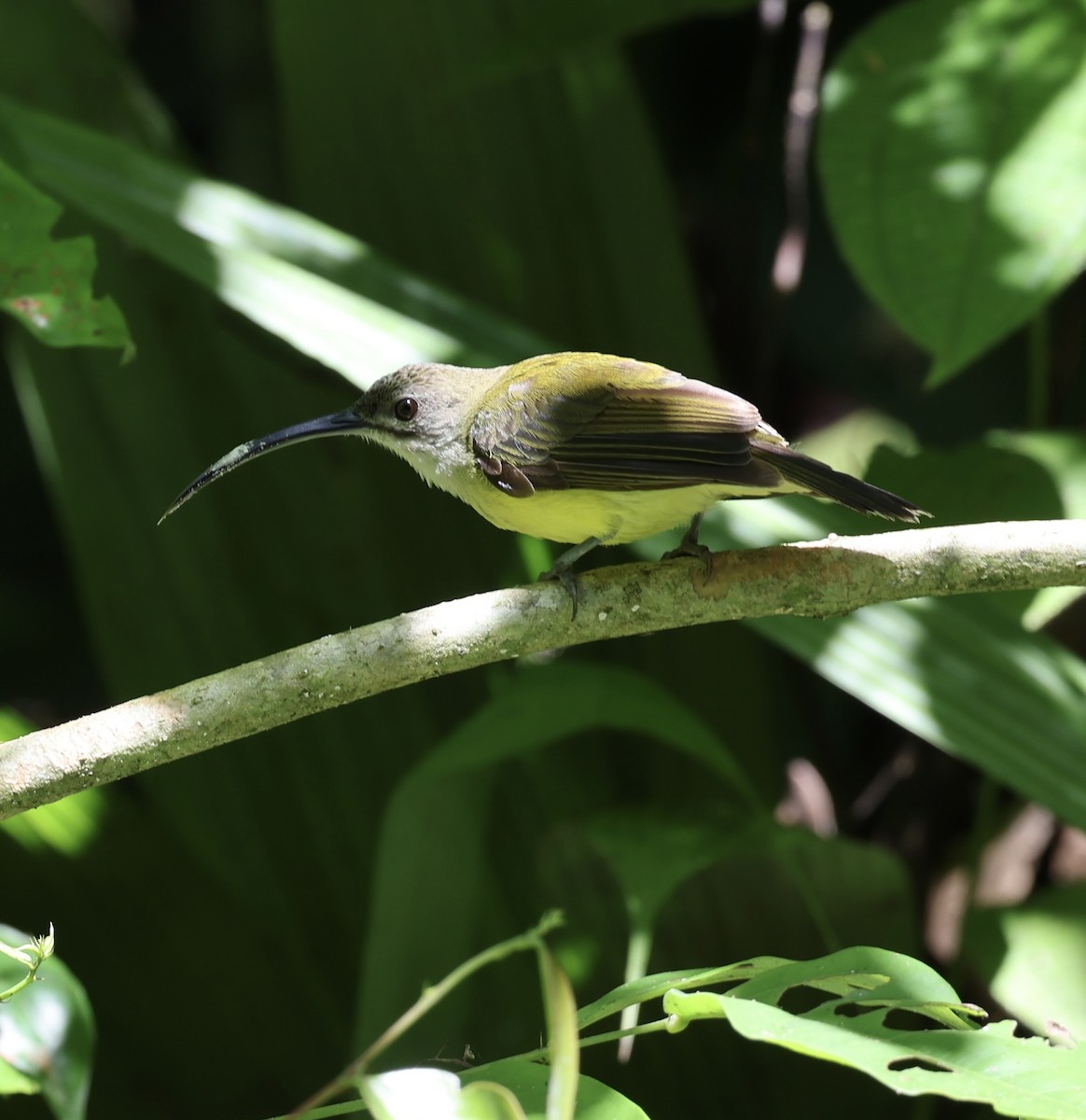 Little Spiderhunter - ML645567867
