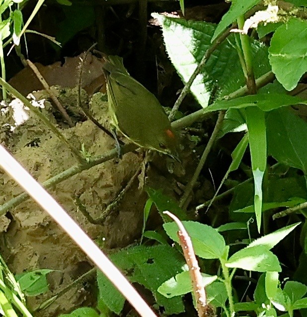 Yellow-breasted Flowerpecker - ML645567874