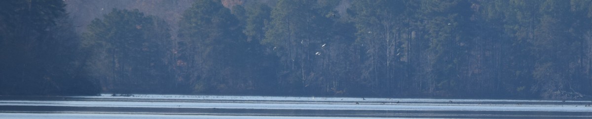 totoppskarv - ML645567875