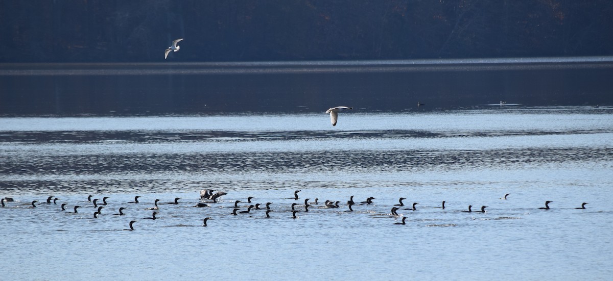 totoppskarv - ML645567876