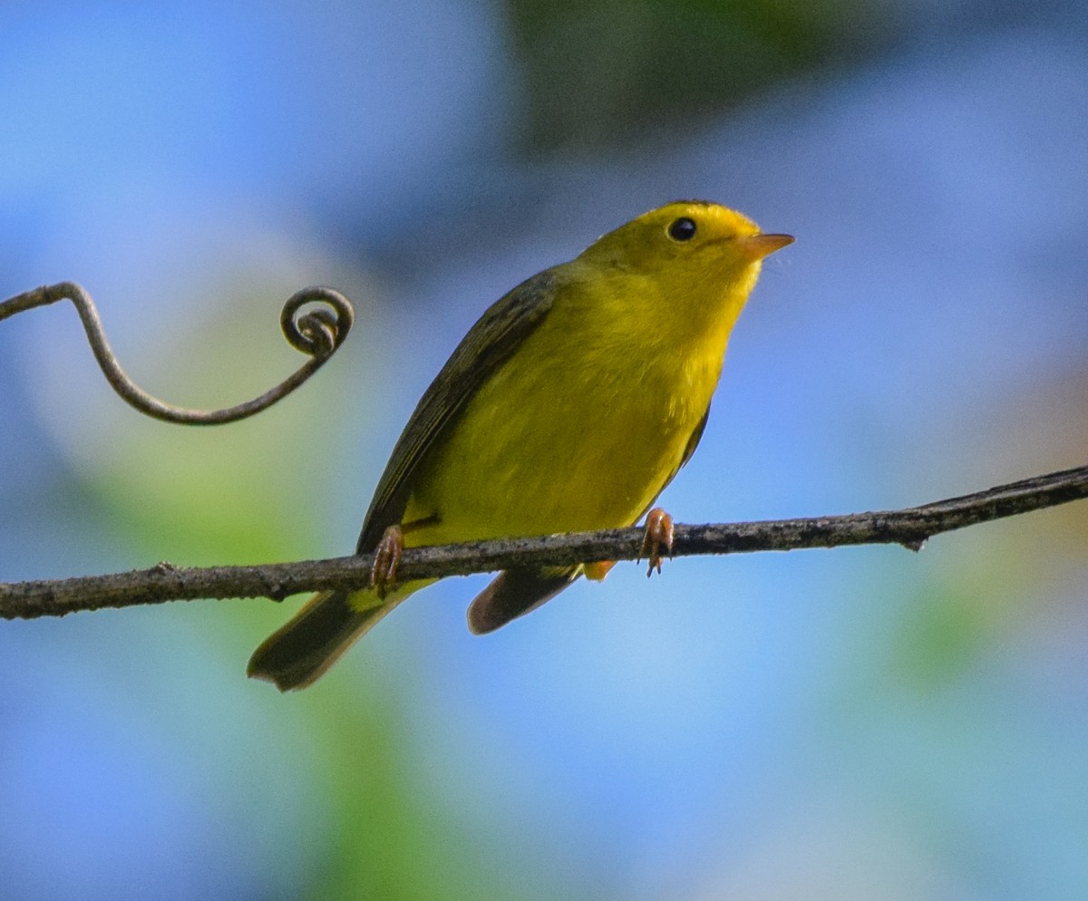 Wilson's Warbler - ML645567880