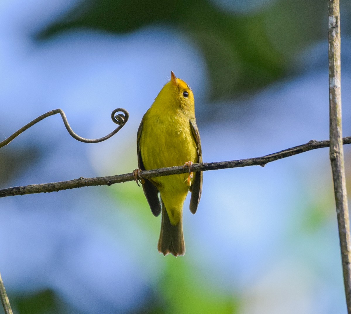 Wilson's Warbler - ML645567881
