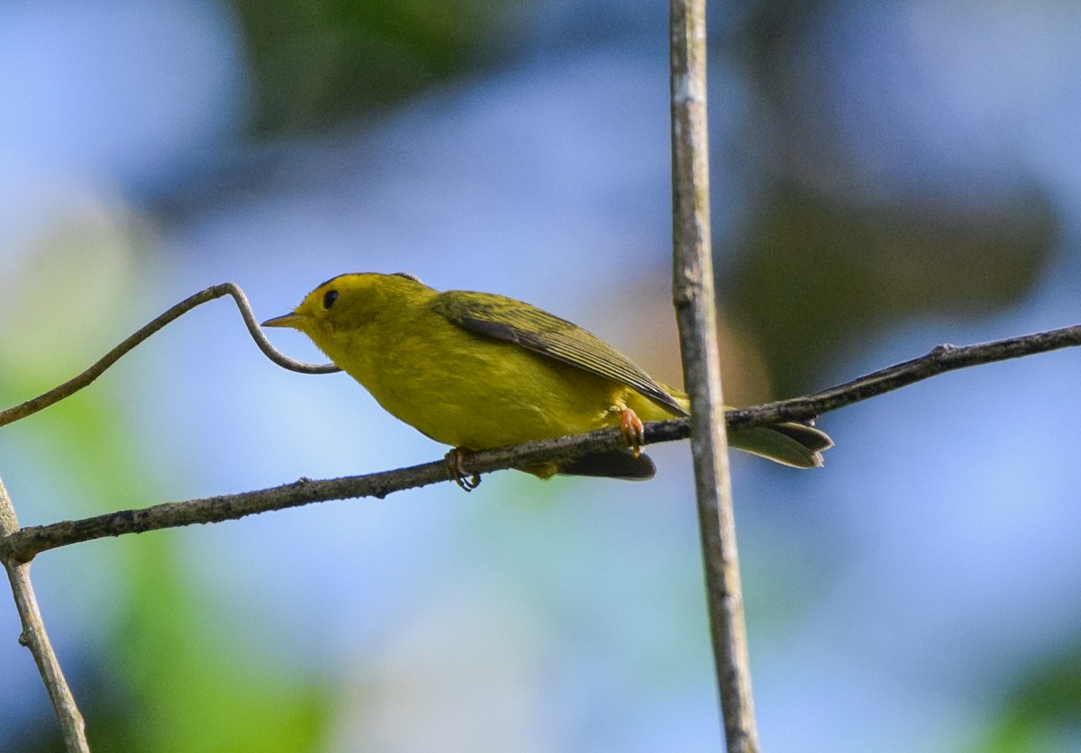 Wilson's Warbler - ML645567882