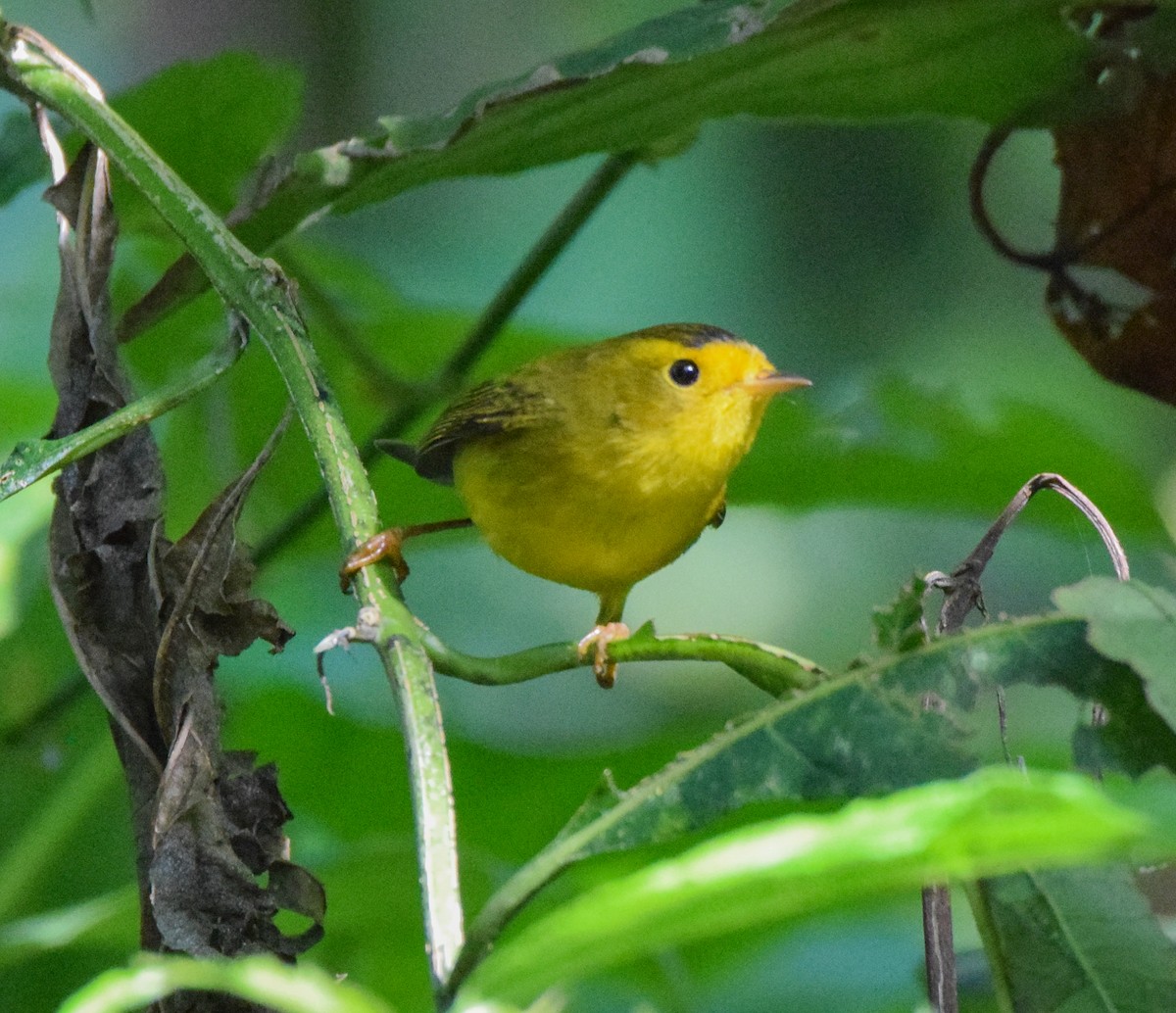 Wilson's Warbler - ML645567883