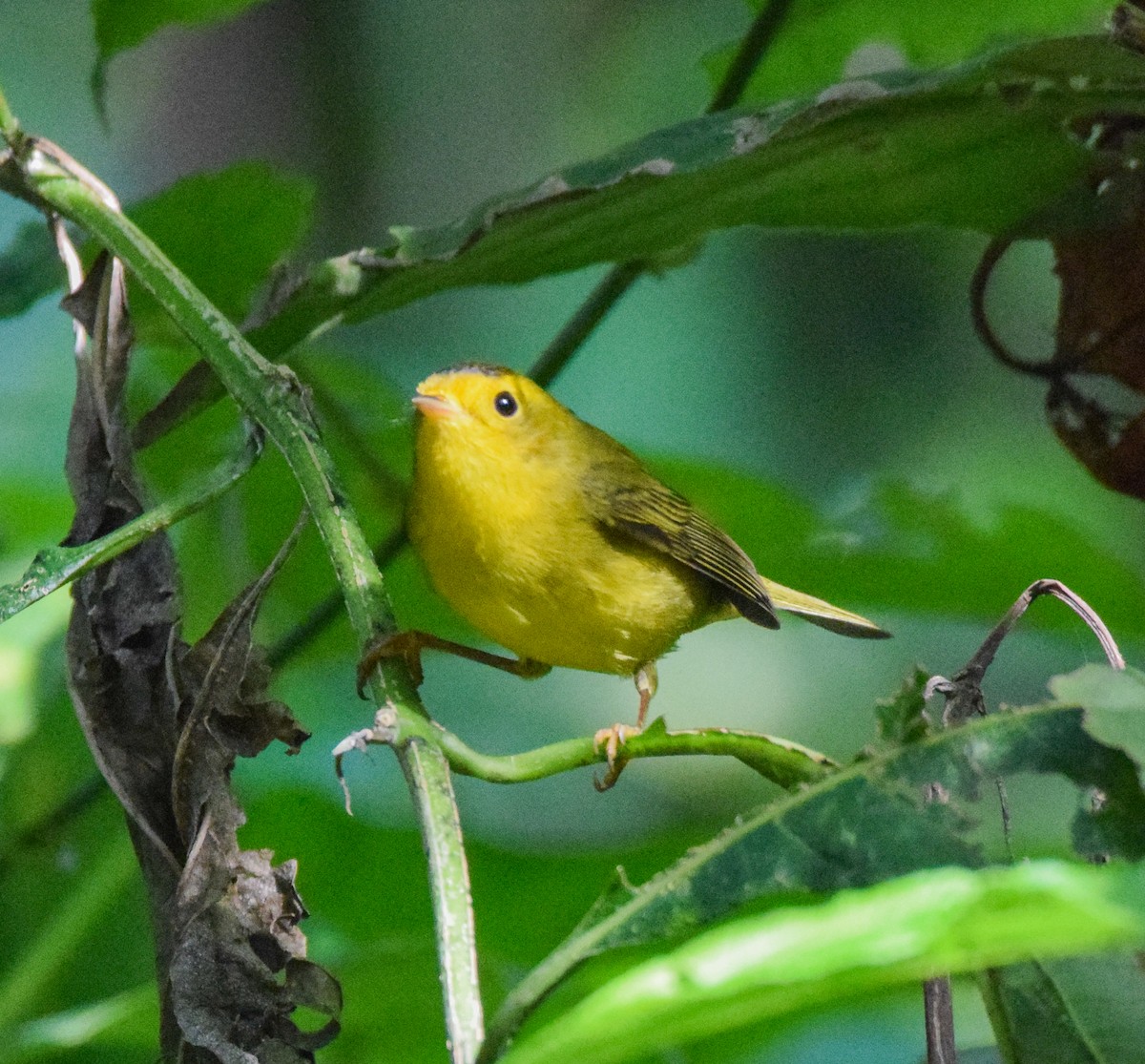 Wilson's Warbler - ML645567884