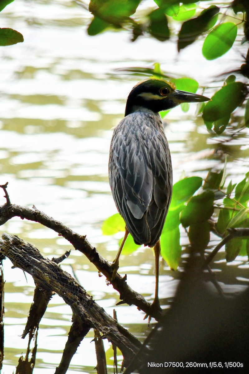 Yellow-crowned Night Heron - ML645567896