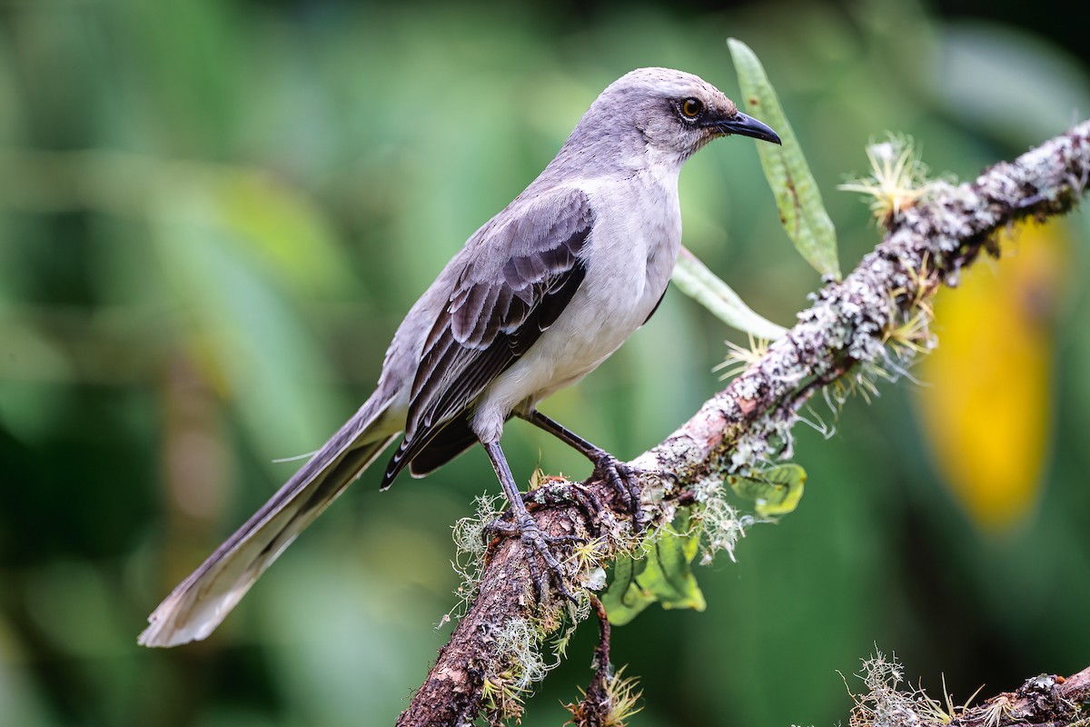 Tropikal Taklitçi - ML645567906