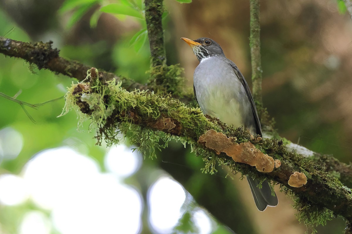 Blacksmith Thrush - ML645567912