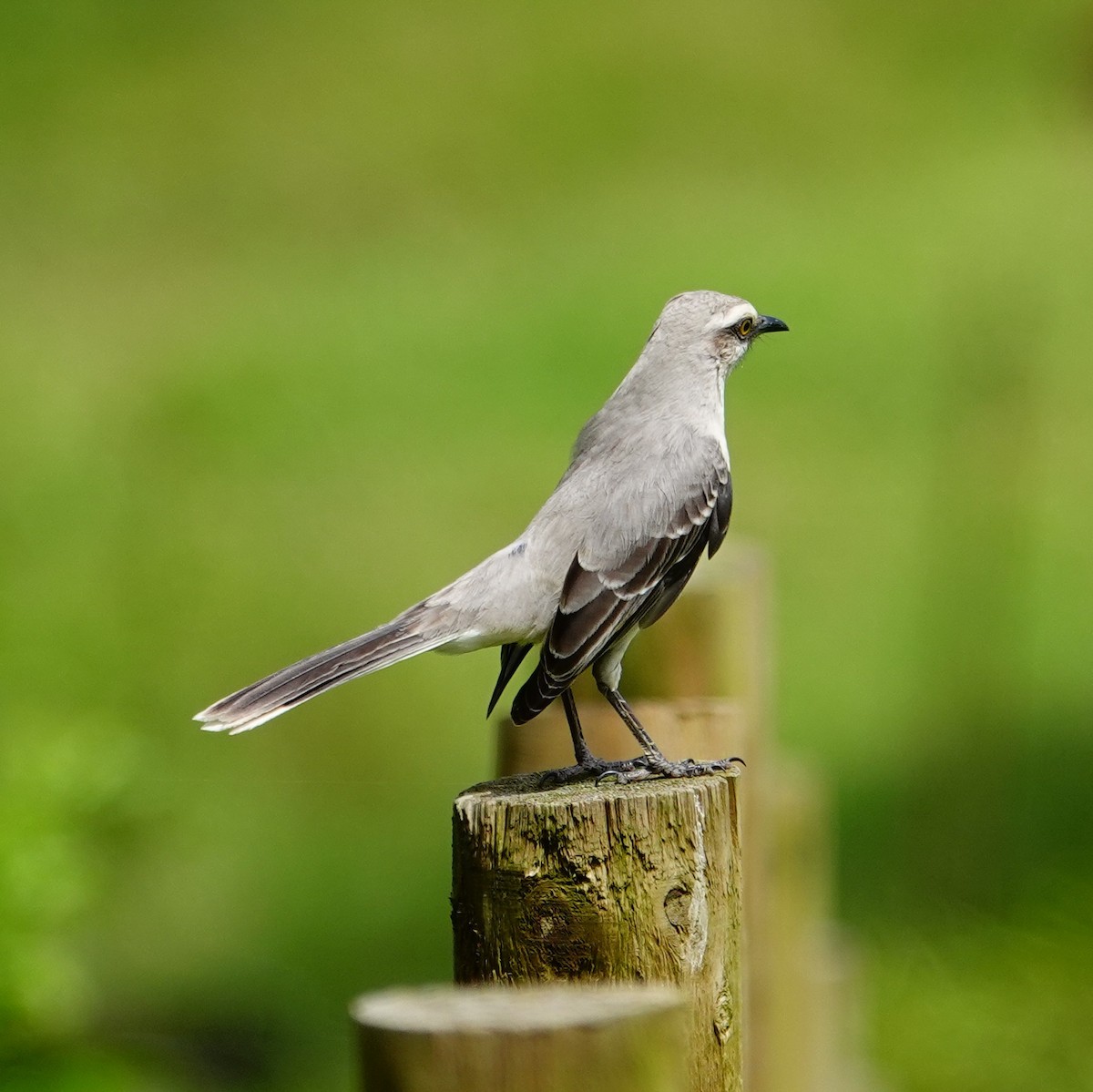 Tropikal Taklitçi - ML645567919