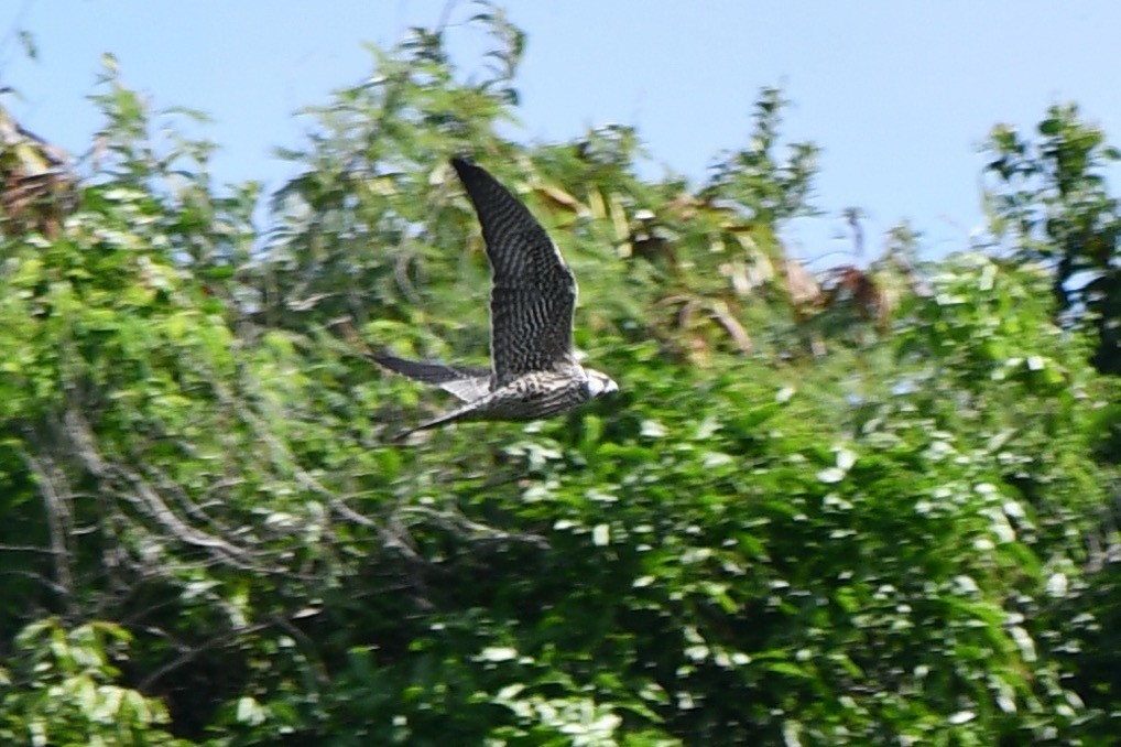 Merlin - ML645567920