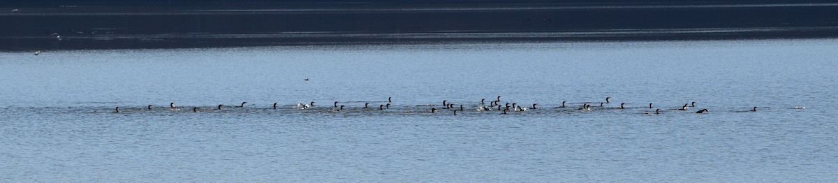 totoppskarv - ML645567922